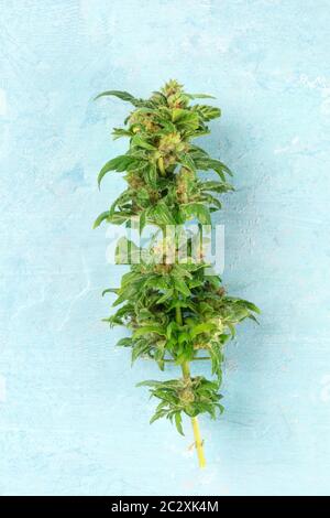 Geernteten cannabis Knospen mit Narben und trichome, Makro Nahaufnahme auf einem blauen Hintergrund Stockfoto