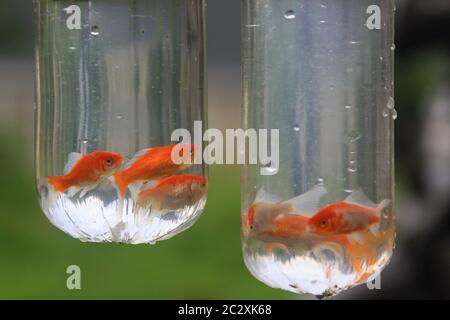 Orange Goldfisch in Plastiktüten zum Verkauf in Asien. Kleine aquatische Ornament Süßwasser Aquarium Fisch in transparenten Plastiktüte mit Gas gefüllt verkauft. Th Stockfoto