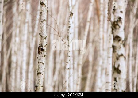 Birkenherbstwald. Betula pendula (Silberbirke). Dichter Wald. Weiße Birken in Reihe. Land Slowakei, Europa. Stockfoto