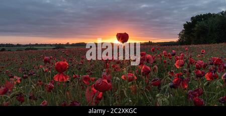 Sonnenuntergang Im Poppy Field Stockfoto