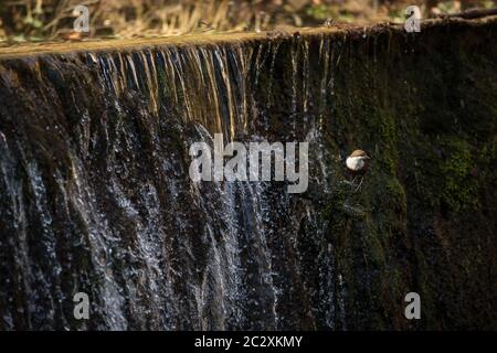 Wasseramsel (Cinclus cinclus) sitzt auf einem Stein. Tauchen Vogel Jagd im Wasser. Frühling derzeit von dem Gebirgsfluss Stockfoto