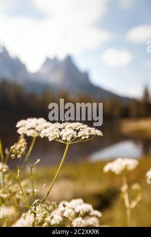 Schöne weiße Sommerblumen wachsen in den Bergfeldern der Dolomiten in den nördlichen Alpen Italiens Stockfoto