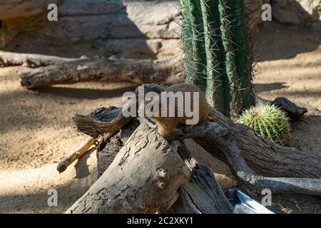 Schwarze Schwanzpräriehunde (Cynomys ludovicianus) im Zoo Barcelona. Stockfoto