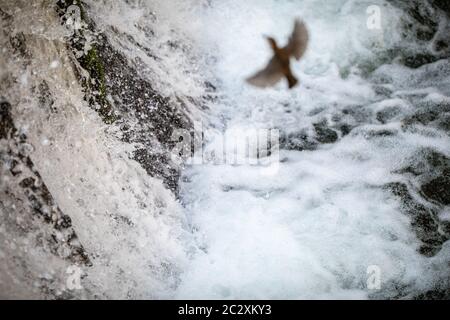 Wasseramsel (Cinclus cinclus) sitzt auf einem Stein. Tauchen Vogel Jagd im Wasser. Frühling derzeit von dem Gebirgsfluss Stockfoto