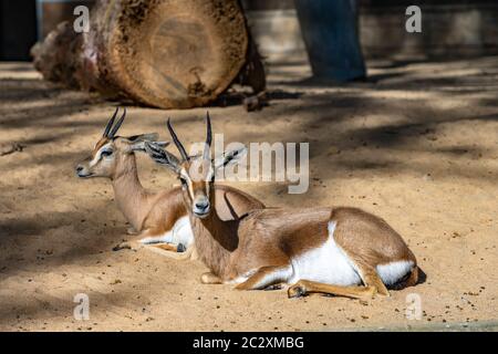 Saharian dorcas Gazelle (Gazella dorcas osiris) im Zoo Barcelona. Stockfoto