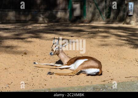 Saharian dorcas Gazelle (Gazella dorcas osiris) im Zoo Barcelona. Stockfoto