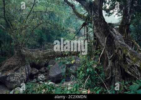 Lebende Wurzelbrücke in Cherrapunjee, Meghalaya, Indien Stockfoto