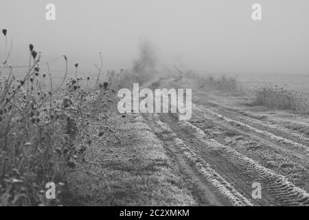 Unkraut und Kräuter, die mit Frost bedeckt sind, der neben der Bodenstraße wächst und im Nebel verschwindet Stockfoto