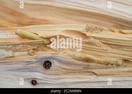 Rinde Käfer Larve in Holz Stockfoto