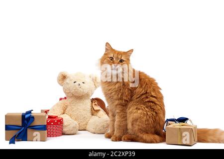 Lustige Erwachsene Ingwerkatze, die inmitten von Kisten sitzt, die in braunem Papier gewickelt und mit Seidenband, Geschenken und einem Tier auf weißem Hintergrund, Bir, gefesselt sind Stockfoto