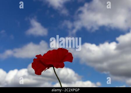 Blick auf einen einzelnen roten Mohnblumen vor einem blauen Himmel mit weißen Wolken. Enthält Speicherplatz für Kopien Stockfoto