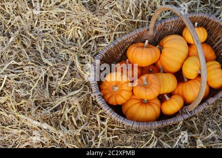Rustikale geflochtener Korb mit Harvest orange Jack gefüllte Kleine Kürbisse werden auf Stroh Stockfoto