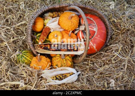 Fallen Auswahl an dekorative Kürbisse und Squash mit bunten indischen Mais Verschütten von geflochtenen Korb auf Stroh Stockfoto