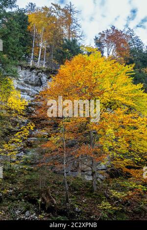 Herbst Alpen Bergwald. In der Nähe von Gosauseen oder Vorderer Gosausee, Oberösterreich. Dachstein Gipfel und Gletscher in der Ferne. Stockfoto