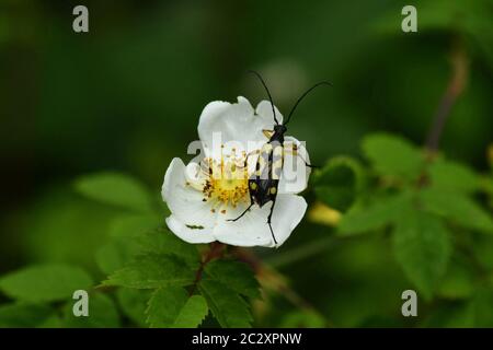 Beetle.Strangalia maculata, Coleoptera.Longhorn Beetle, auf einer Hunderose ' Rosa canina'.Gelb/ Schwarz. Mai - August, auf Blumen in Hecken gesehen A Stockfoto