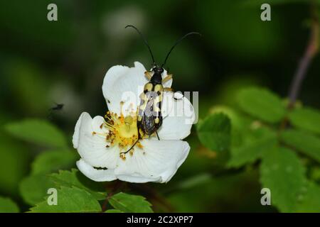 Beetle.Strangalia maculata, bestellen Coleoptera.Longhorn Beetle, auf einer Hunderose ' Rosa canina'. Gelb/ Schwarz.Mai - August, auf Blüten in Hecken und Stockfoto