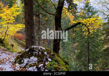 Herbst Alpen Bergwald . In der Nähe von Gosauseen oder Vorderer Gosausee, Oberösterreich. Dachstein Gipfel und Gletscher in der Ferne. Stockfoto