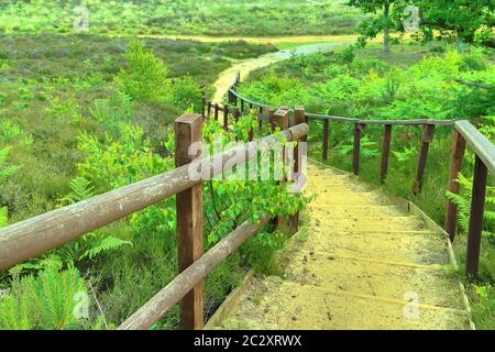 Pfad, der durch die Farne in Wolverton, North Norfolk, Großbritannien, führt. Stockfoto