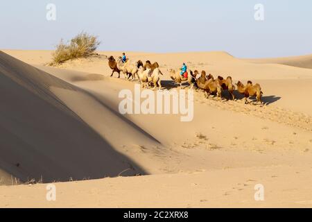 Bild einer kleinen Herde baktriischer Kamele mit zwei Fahrern in der Wüste im Naiman-Gürtel, Innere Mongolei, China. Stockfoto