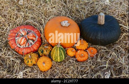 Gruppe von Großen und Kleinen Kürbisse Kürbisse und - orange und grün - im Stroh Stockfoto