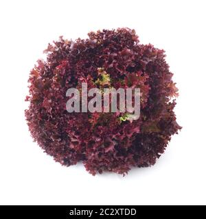 Lollo Rosso Stockfoto