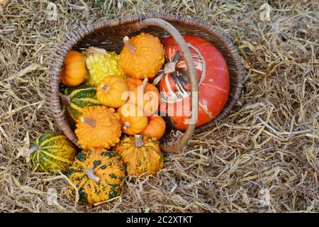 Rustikalen Korb der Kleine warted Kürbisse mit Turban Kürbis Auslaufen auf einem Bett aus Stroh im Herbst Stockfoto