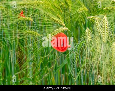 Closeup geschossen von einem roten Corn Poppy Flower zwischen grünen Gerste Ohren Stockfoto