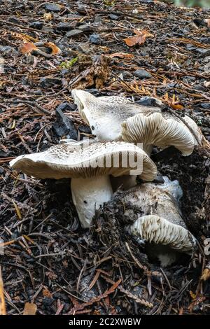 Dapperling Pilzes (wahrscheinlich Lepiota felina), Idaho Stockfoto