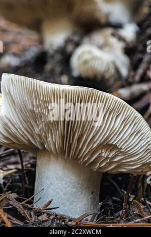 Dapperling Pilzes (wahrscheinlich Lepiota felina), Idaho Stockfoto