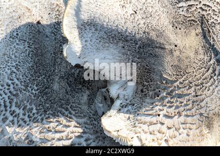 Dapperling Pilzes (wahrscheinlich Lepiota felina), Idaho Stockfoto