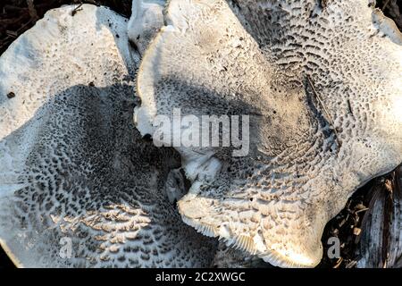 Dapperling Pilzes (wahrscheinlich Lepiota felina), Idaho Stockfoto