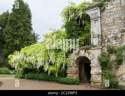 Einen weißen Glyzinien Strauch wächst auf einer alten Ruine Stockfoto