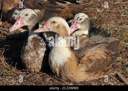 Die Moskauer Enten leben bei Geflügel. Geflügelfutter im Hof. Einheimische Vögel aus der Nähe. Stockfoto