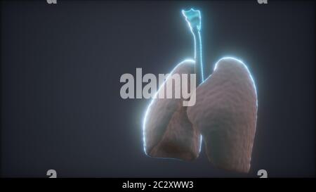 3D-Animation des menschlichen Lungen Stockfoto