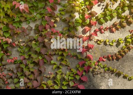 Wildwein ist Weinstock an einer Hauswand Stockfoto