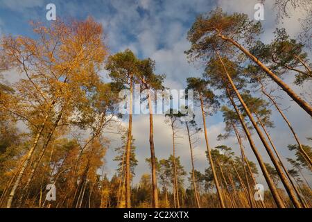 Herbst im Naturreservat Senne, Oerlinghausen, Ostwestfalen-Lippe, Nordrhein-Westfalen, Deutschland, Westeuropa Stockfoto