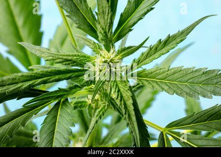 Cannabispflanze mit lebendigen Blätter, weiße Narben und trichome, wachsende Marihuana zu Hause Stockfoto