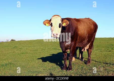 Eine Kuh mit witzigem schwarzen Augenfleck im Abendlicht auf einer Weide Stockfoto