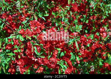 Chaenomeles lagenaria loisel. Blühende Quitte, chinesische Quitte oder japanische Quitte. Blüte auf Zierstrauch. Selektiver Fokus Stockfoto