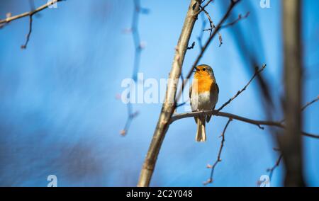 Die Europäische Rotkehlchen (Erithacus Rubecula) einfach als die Robin oder Robin redbreast bekannt Stockfoto