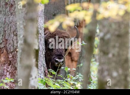 Kostenlose europäische Bison Bulle im herbstlichen Wald Wald reichen, Bialowieza, Polen, Europa Stockfoto