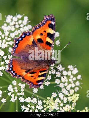 Kleiner Fuchs Aglais urticae Stockfoto