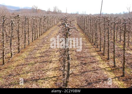 Beschnitten Apple Orchard im Winter, Landwirtschaft Konzept Stockfoto