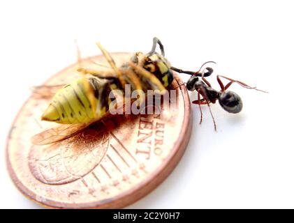 Ant ziehen tote Wespe von Coin Oberfläche auf weißem Hintergrund, Bild Stockfoto