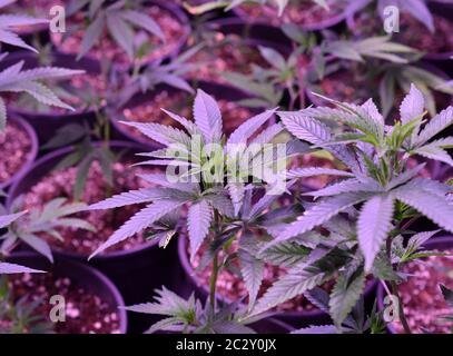 Marihuana. Marihuana und Cannabis zuhause wachsen. Marihuana wachsen Zelt mit Beleuchtung. Medizinische und Freizeit Cannabis Pflanzen. Bild Stockfoto