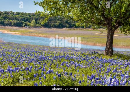 Feld der Bluebonnets am Lake Travis Austin Texas Stockfoto