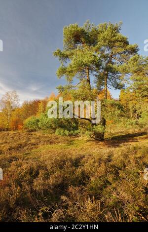 Herbst im Naturreservat Senne, Oerlinghausen, Ostwestfalen-Lippe, Nordrhein-Westfalen, Deutschland, Westeuropa Stockfoto