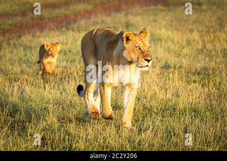 Lioness spaziert mit Cub vorbei an Dirt Track Stockfoto