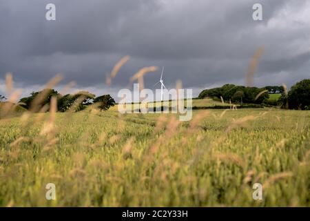 Windturbine, Devon, Großbritannien. Feldfrüchte, die auf einem Bauernfeld vor einer Windkraftanlage wachsen. Stockfoto