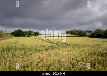 Windturbine, Devon, Großbritannien. Feldfrüchte, die auf einem Bauernfeld vor einer Windkraftanlage wachsen. Stockfoto